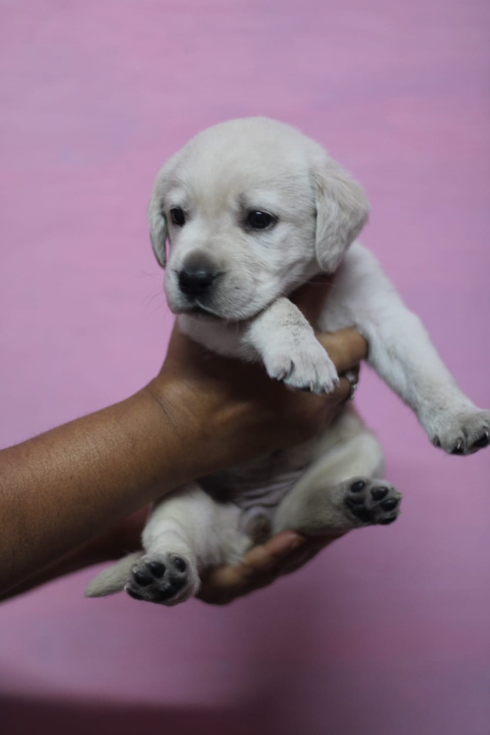 Labrador puppy's